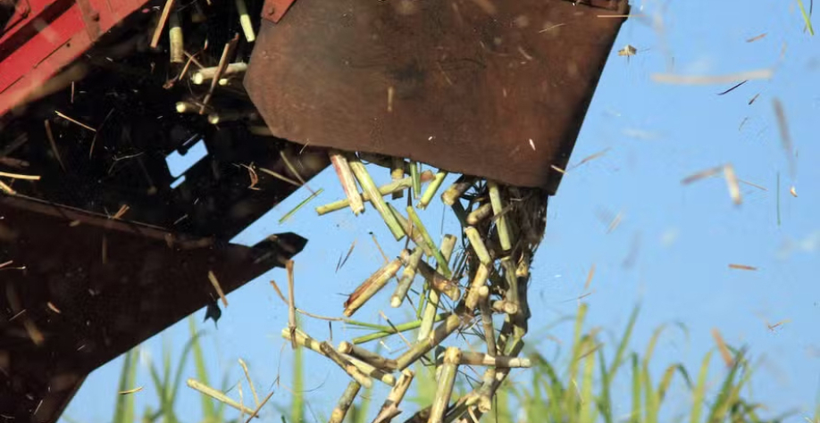  “A situação continua complicada porque as commodities estão caindo”, diz Francisco F. Pessoa — Foto: José Roberto Miranda/Embrapa
