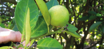Citricultura – Prazo para entrega de relatório Cancro/Greening acaba nesta quinta-feira, dia 15 de janeiro