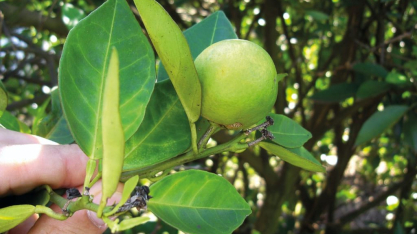 Citricultura – Prazo para entrega de relatório Cancro/Greening acaba nesta quinta-feira, dia 15 de janeiro