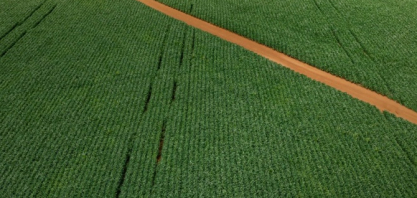 Pressão no açúcar contrasta com firmeza do etanol e ajustes em grãos e fertilizantes