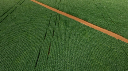 Pressão no açúcar contrasta com firmeza do etanol e ajustes em grãos e fertilizantes