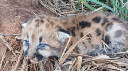 Alcoolvale resgata animais silvestres no parque industrial