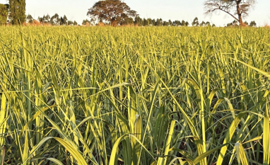 RenovaBio avança nas metas, mas preços seguem pressionados