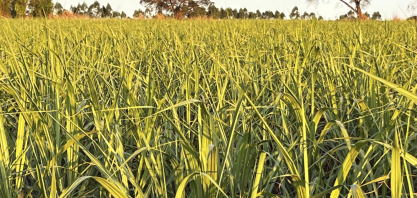 RenovaBio avança nas metas, mas preços seguem pressionados