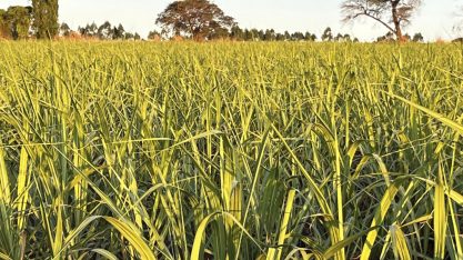 RenovaBio avança nas metas, mas preços seguem pressionados