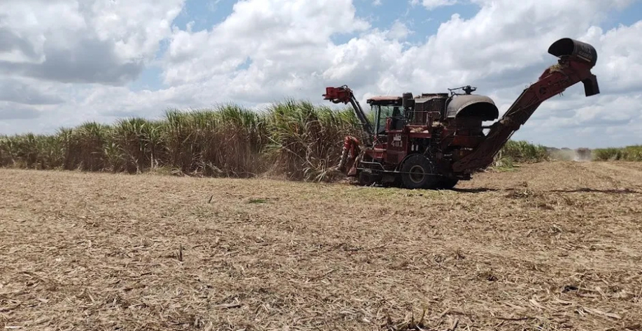 Colheita de cana-de-aúcar em Alagoas - Foto: Edivaldo Júnior