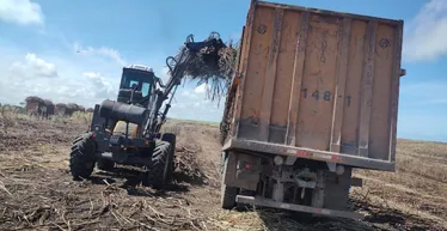 Queda no ATR de janeiro agrava crise da cana em Alagoas. - Foto: Edivaldo Junior