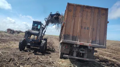 Menor em 5 anos, ATR de janeiro cai 6,7% e agrava crise da cana em AL