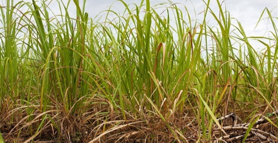 Um caso recente envolvendo o uso de monitoramento em larga escala ilustra esse potencial - Foto: Pixabay