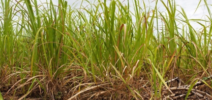 Tecnologia reduz custos no controle de daninhas