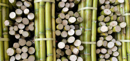 Bioeletricidade da cana amplia apoio ao sistema elétrico nos meses secos