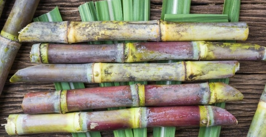 Cana-de-açúcar – Foto: Canva