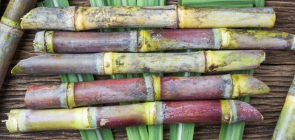 Edição genética: cientistas usam a tecnologia para aumentar tolerância da cana-de-açúcar à seca