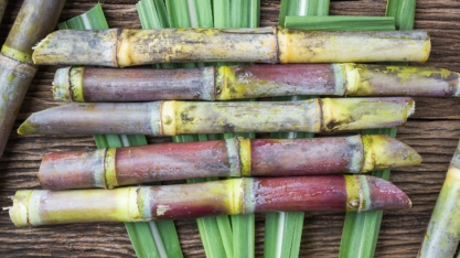 Edição genética: cientistas usam a tecnologia para aumentar tolerância da cana-de-açúcar à seca