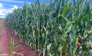 Milho e soja iniciam safra sob pressão de oferta e estoques globais maiores