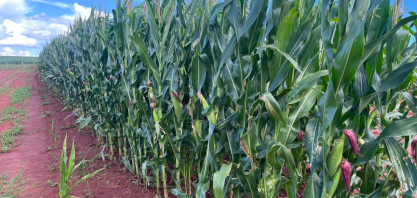 Milho e soja iniciam safra sob pressão de oferta e estoques globais maiores