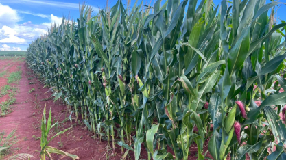 Milho e soja iniciam safra sob pressão de oferta e estoques globais maiores