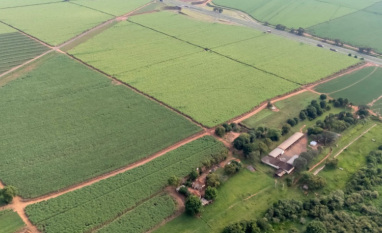 Bionematicida com muita munição contra os nematoides