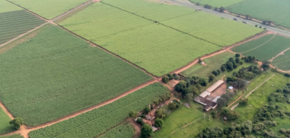 Bionematicida com muita munição contra os nematoides