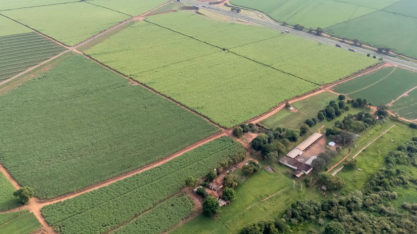 Bionematicida com muita munição contra os nematoides