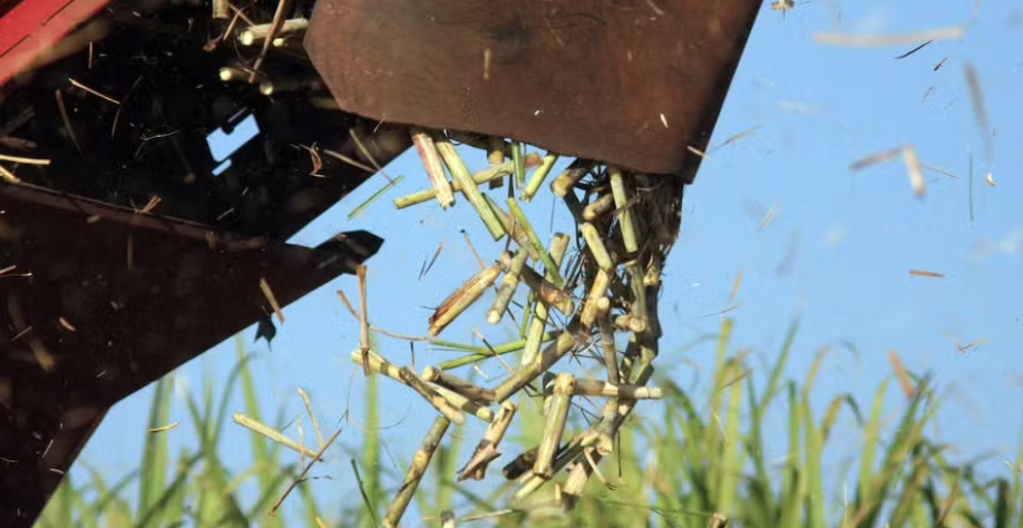Passar terras para os produtores independentes reduziria o custo, avalia CEO de entidade — Foto: José Roberto Miranda/Embrapa 