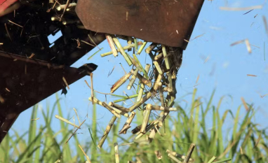 Raízen deveria repassar mais canaviais próprios para fornecedores independentes, diz Orplana