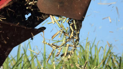Raízen deveria repassar mais canaviais próprios para fornecedores independentes, diz Orplana