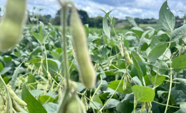 Soja fica estável nos EUA e milho tem corte nos estoques