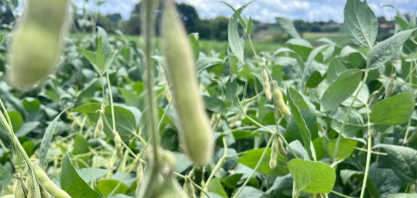 Soja fica estável nos EUA e milho tem corte nos estoques