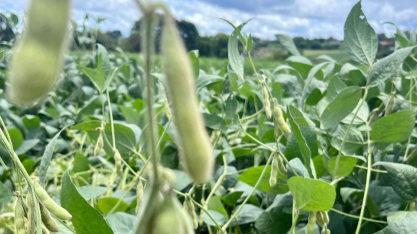 Soja fica estável nos EUA e milho tem corte nos estoques
