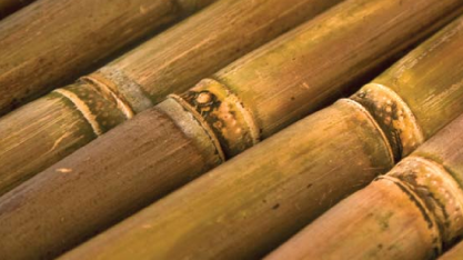 Sindalcool-PB: volume de oferta de açúcar em 2026