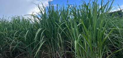 Moagem no Centro-Sul soma 601,64 milhões de toneladas na safra 2025/26