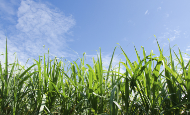 Bioinsumos ganham espaço na cana e reduzem custos
