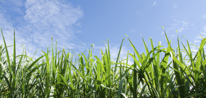 Bioinsumos ganham espaço na cana e reduzem custos