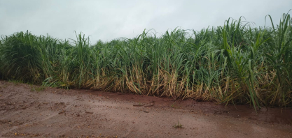 Chuvas devem se estender até abril em São Paulo