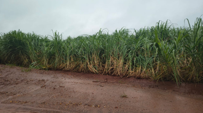 Chuvas devem se estender até abril em São Paulo