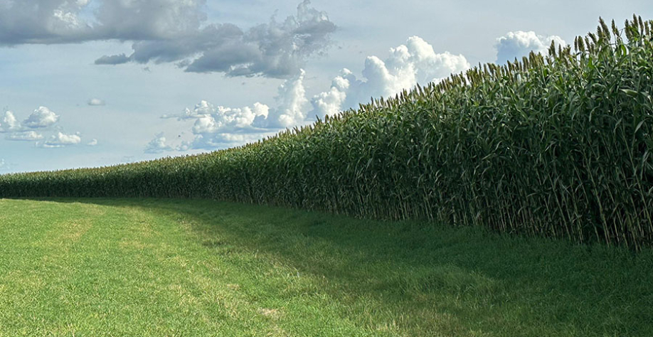 A nova cultivar se destaca por sua precocidade, elevado rendimento, capacidade de rebrota, boa sanidade e estabilidade na produção de forragem em plantios na primeira e na segunda safra. Foto: Latina Seeds