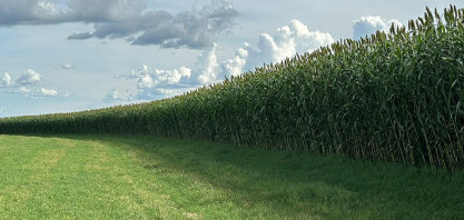 Novo sorgo forrageiro gigante chega ao mercado com alta produtividade e qualidade