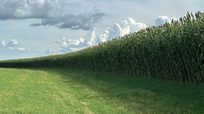 Novo sorgo forrageiro gigante chega ao mercado com alta produtividade e qualidade