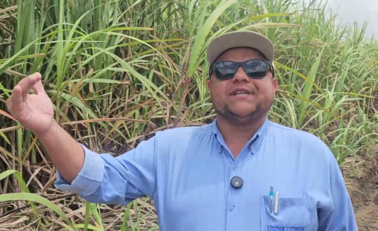 Os investimentos da Usina Utinga para a obtenção de canaviais com mais açúcar por hectare