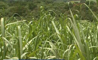 Queda na safra da cana-de-açúcar pode encarecer o etanol nos postos de combustíveis