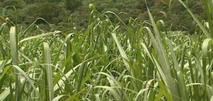 Queda na safra da cana-de-açúcar pode encarecer o etanol nos postos de combustíveis