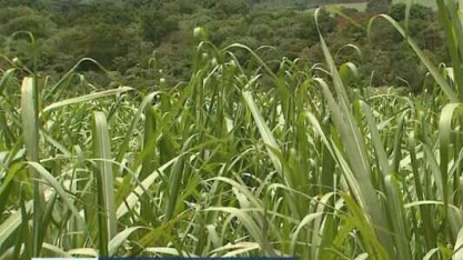 Queda na safra da cana-de-açúcar pode encarecer o etanol nos postos de combustíveis