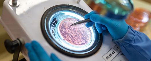 Bioinsumos elevam em mais de 8% a produtividade da soja no Paraná