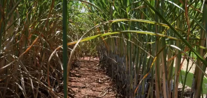 Calor e tempo seco marcam a semana em MS e elevam risco para milho e cana