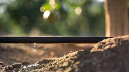 Irrigação por gotejamento reduz custos e aumenta a eficiência no campo