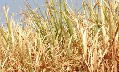 Chuvas irregulares elevam risco climático para produção de cana-de-açúcar em Goiás, aponta Zarc