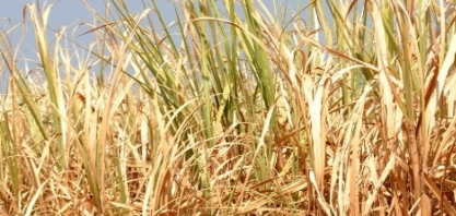 Chuvas irregulares elevam risco climático para produção de cana-de-açúcar em Goiás, aponta Zarc
