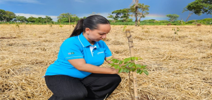 Compromisso ambiental: Ribeirão Preto recebe de mais de 1.200 árvores nativas