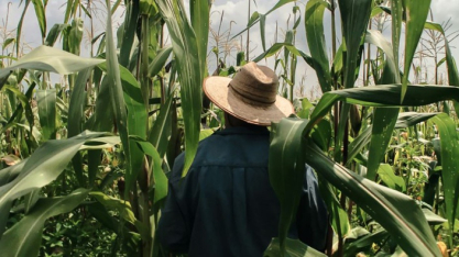 Uso de capacete no trabalho rural não é obrigatório de forma geral